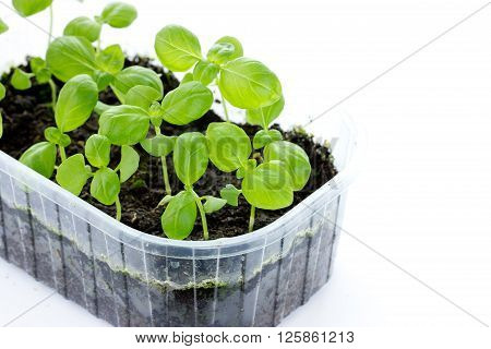 Basil germinating on white background blank space for text
