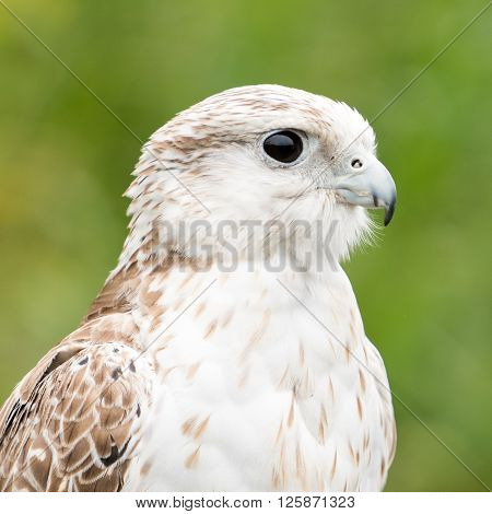 Saker Falcon