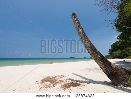 Dead tree (coconut ) on white beach