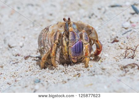 Hermitcrab on the beach of Aruba island