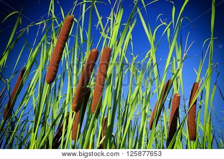 Typha latifolia, Common Bulrush, Broadleaf Cattail