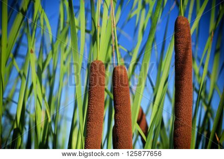 Typha latifolia, Common Bulrush, Broadleaf Cattail