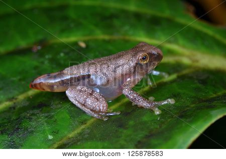 cute tadpole rest on a green leaf