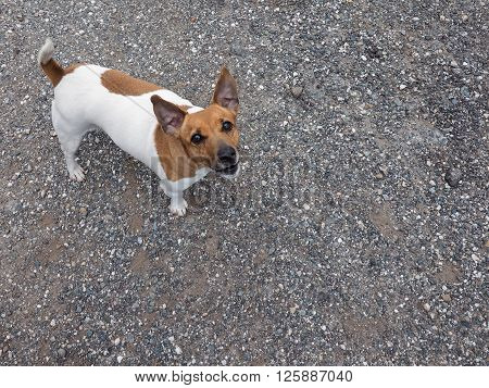 Dog Mammal Animal
