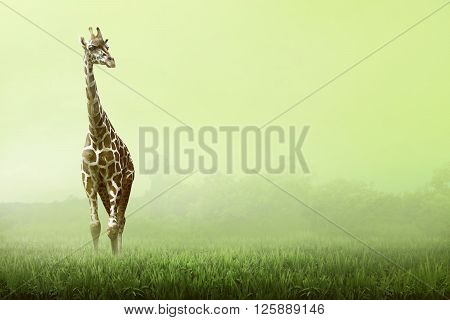 Girrafe Standing On The Grassland