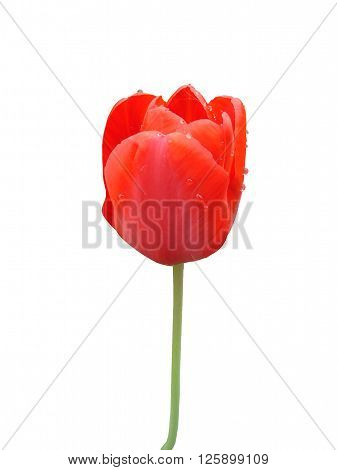 Red tulip flower bud on a white background