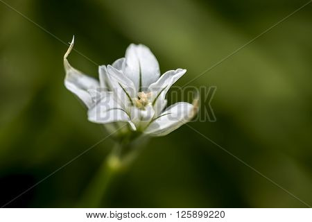 Close up of a three cornered leek flower