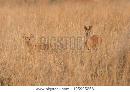 Male And Female Steenbock In Grass