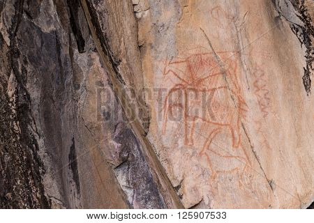 Bushman rock paintings of animals in Botswana