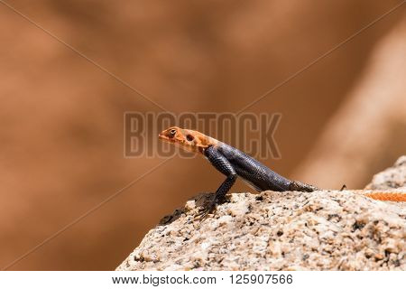 African Readhead Agama On Rock