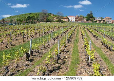 A vineyard in a Beaujolais countryside village