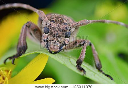 a beautiful Longhorn Beetle resting on a green leaf