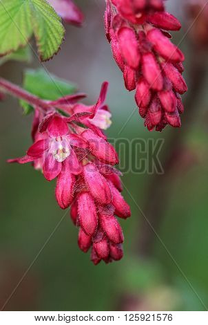 red Ribes flower on blurry background springtime