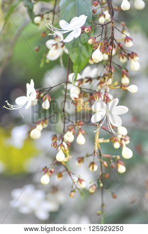Nodding Clerodendron or Clerodendrum wallichii flower in blur background