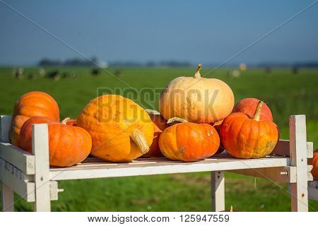 Flevoland the Netherlands - October 2 2011: pumpkins for sale in the countryside
