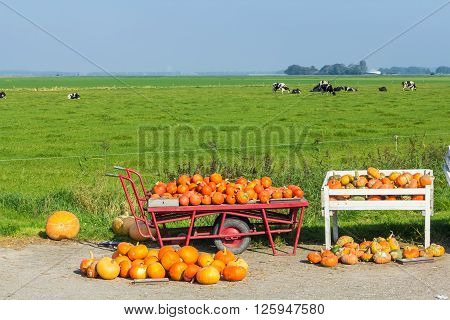 Flevoland the Netherlands - October 2 2011: pumpkins for sale in the countryside