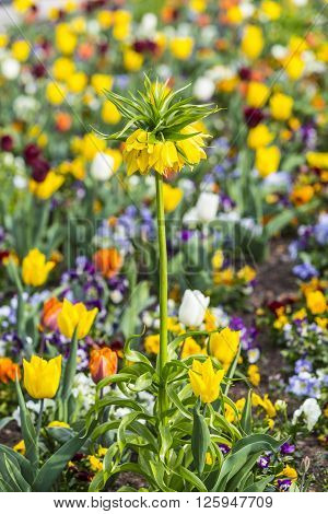 Exotic yellow bright flower on green field