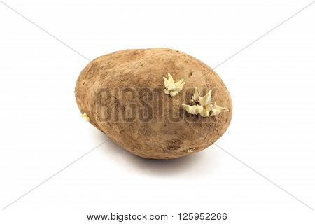 big potato with sprouts isolated on white background