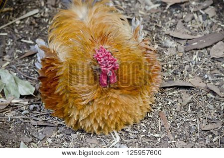 this is a close of a Frizzle chicken