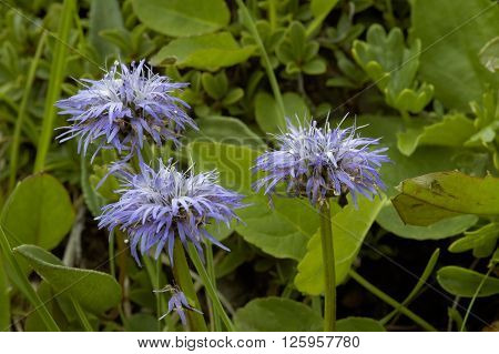 Matted Globularia - Globularia cordifolia Three flowers closeup
** Note: Shallow depth of field