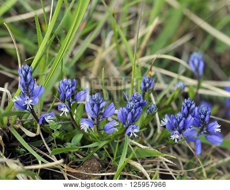 Common Milkwort - Polygala vulgaris Blue form