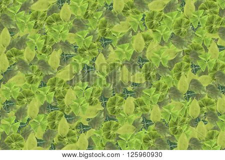 Background of green leaves of decoratoin plants. The texture of the foliage.