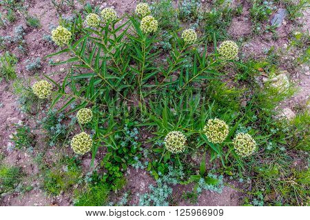 Antelope Horns (asclepias Asperula) Milkweed Wildflower