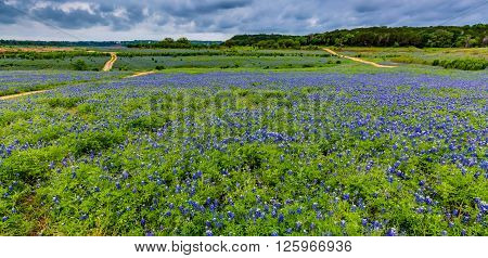 Wide Angle View Of Famous Texas Bluebonnet (lupinus Texensis) Wildflowers