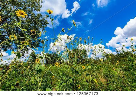 Wild Sunflowers In Oklahoma