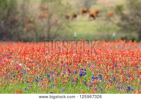 Blue Bonnet and Indian Paintbrush are at full boom in Brenham, TX