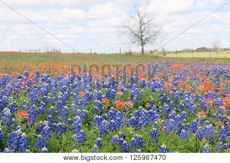 Blue Bonnet and Indian Paintbrush are at full boom in Brenham, TX
** Note: Soft Focus at 100%, best at smaller sizes