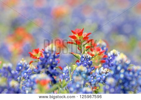 Blue Bonnet and Indian Paintbrush are at full boom in Brenham, TX
** Note: Soft Focus at 100%, best at smaller sizes