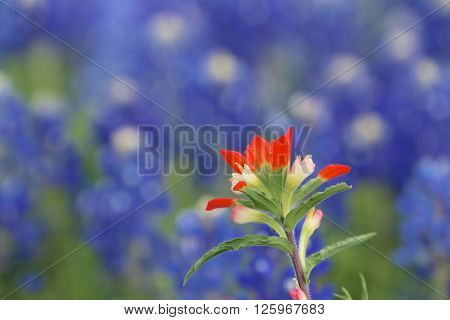 Blue Bonnet and Indian Paintbrush are at full boom in Brenham, TX
** Note: Soft Focus at 100%, best at smaller sizes