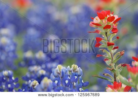 Blue Bonnet and Indian Paintbrush are at full boom in Brenham, TX