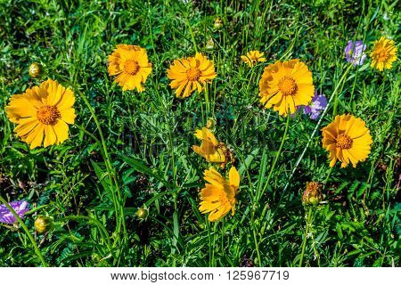 Beautiful Bright Yellow Lanceleaf Coresopsis Wildflowers In A Field.
