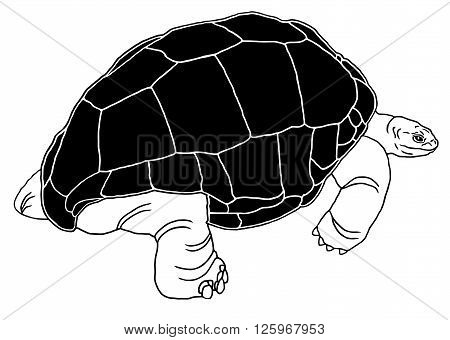 Aldabra giant tortoise is one of the largest tortoises in the world