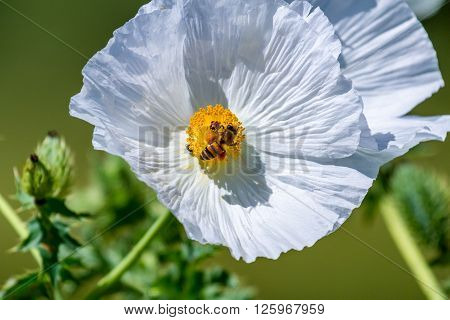 Closeup Of A Honey Bee On A White Prickly Poppy Wildflower Blossom  In Texas