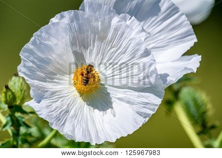 Closeup Of A White Prickly Poppy Wildflower Blossom With Bee In Texas