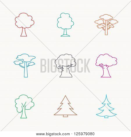 Pine tree, maple and oak icons. Christmas trees linear signs. Forest trees flat line icons. Linear colored icons.