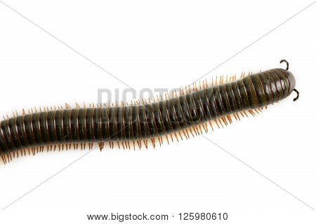 animal millipede isolated on white background and empty area for text, Nature concept.