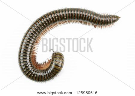 animal millipede isolated on white background and empty area for text, Nature concept.