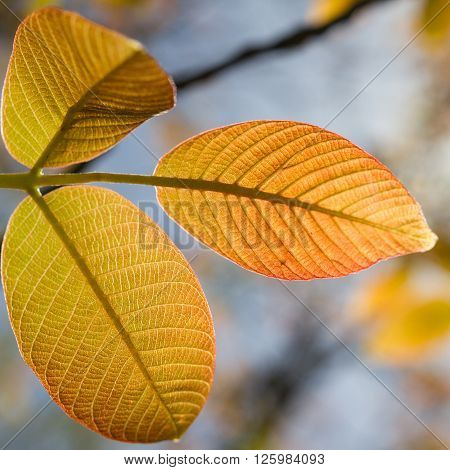 Backlit Glowing Orange and Yellow Tree Leaves. Photo taken in April 2016 in Troodos mountains Cyprus