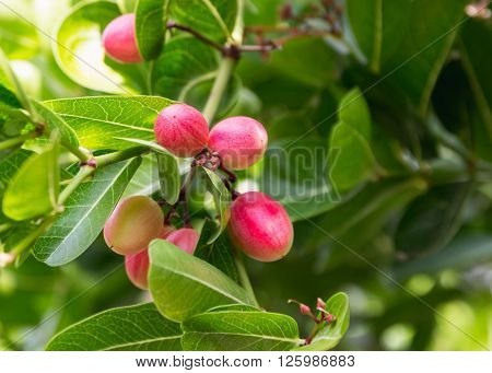 Karanda or Carunda fruit on the tree