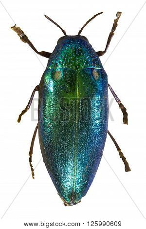 Insect