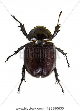 Insect