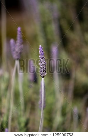 Lavender (lavandula Dentata)
