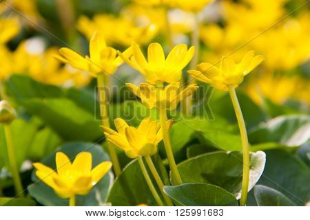 ficaria verna yellow spring flowers as a background.