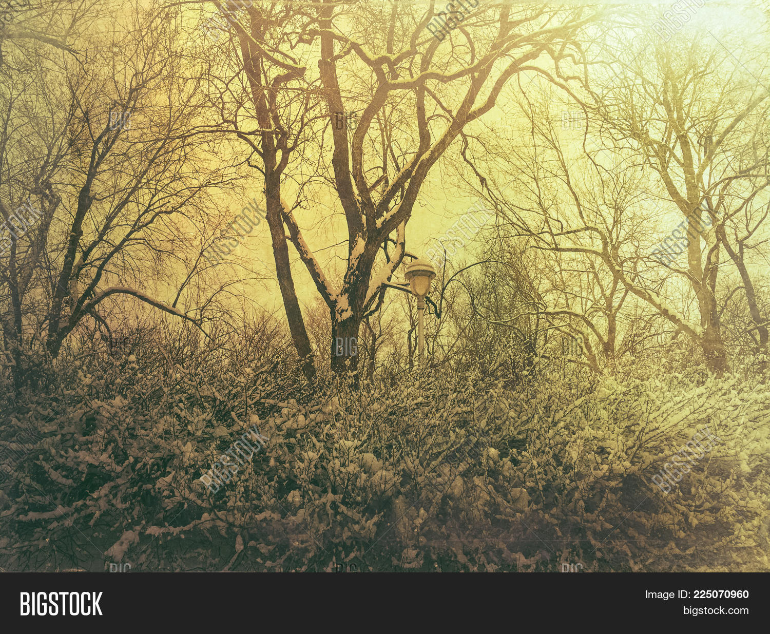 Image Preview