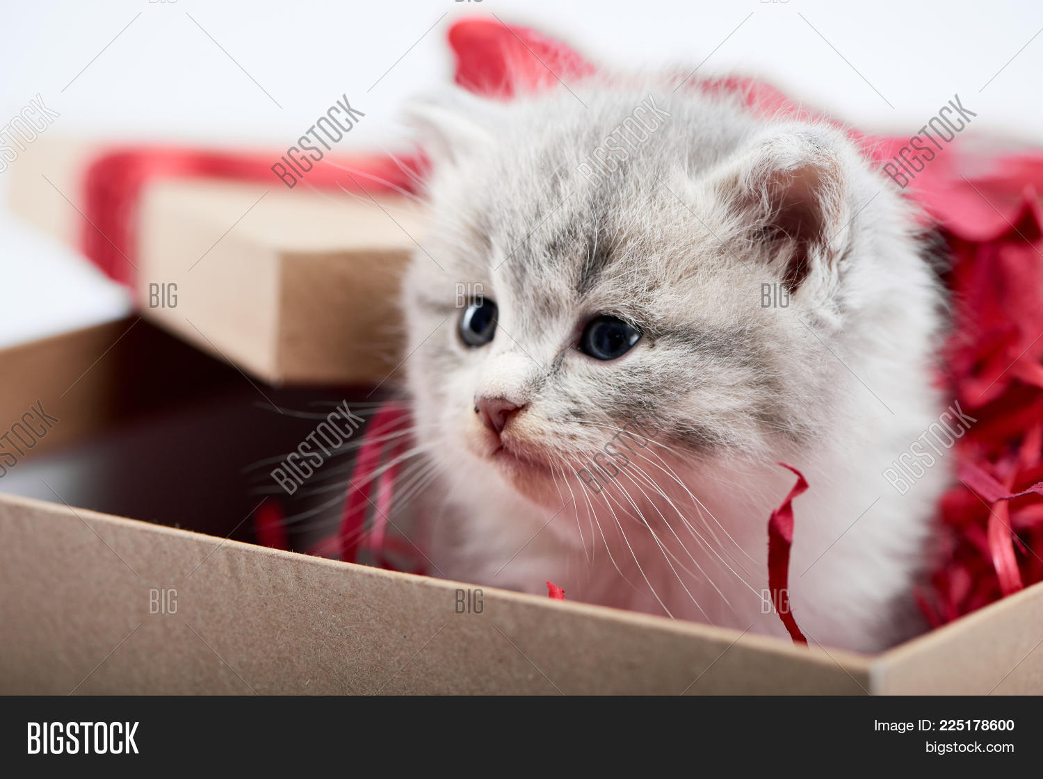 Closeup Of Little Cute Fluffy Grey Kitten Sitting In Decorated Cardboard Borthday Box As Present For Closeup Of Little Cute Fluffy Grey Kitten Sitting In Decorated Cardboard Borthday Box As Present For