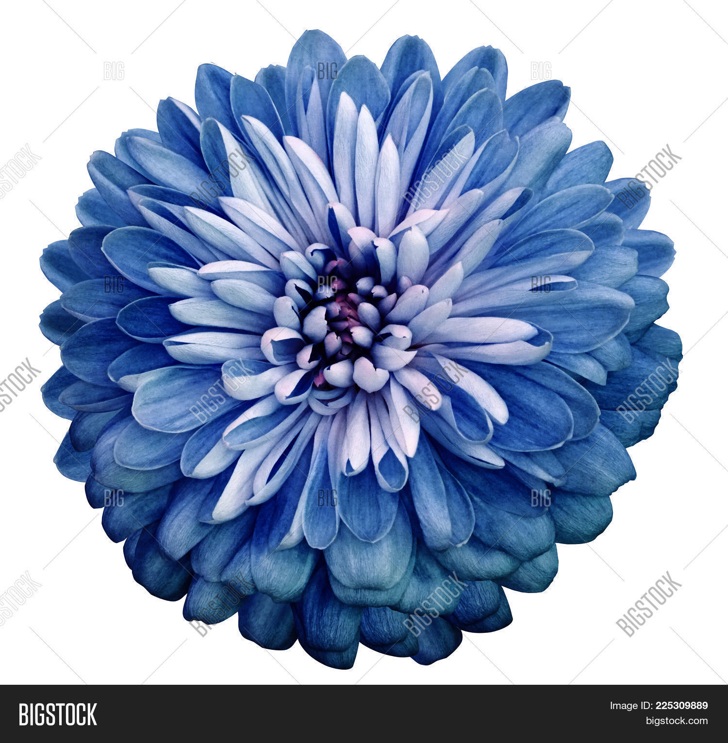 Chrysanthemum Blue Image & Photo (Free Trial) Bigstock